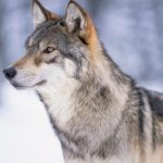 Man hits wolf with snowmobile, tapes its mouth shut and takes it to bar – and none of it is illegal