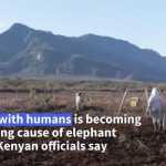 Bees help tackle elephant-human conflict in Kenya